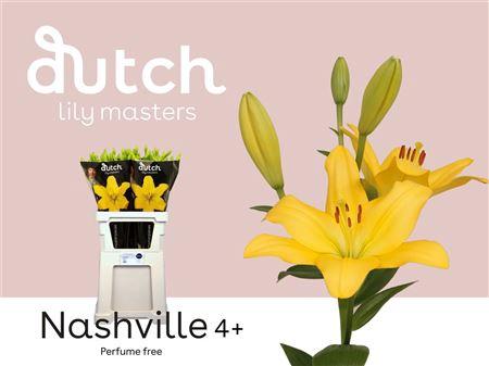 Lilium Longiflorum x Aziatische Grp 'Nashville'