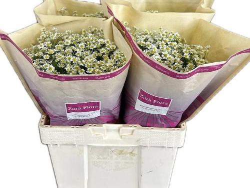 Tanacetum parthenium Cameron