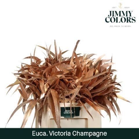 Eucalyptus globulus kleurbehandeld H%