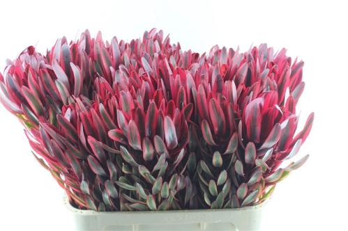 Leucadendron 'Jester'