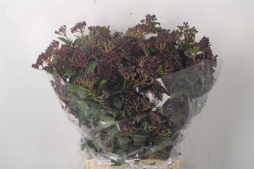 Viburnum per bos overig met bes
