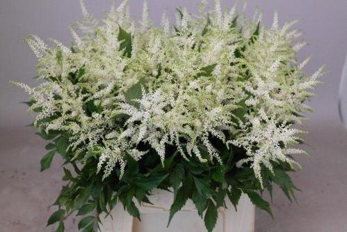 Astilbe Japonica Grp 'Whasingthon'