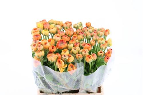 Ranunculus asiaticus 'Amandine Orange'