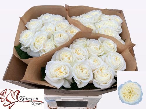 Rosa grootbloemig Chic White!