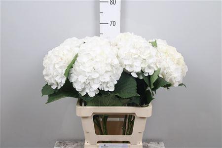 Hydrangea macrophylla Noordpool