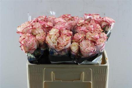Rosa grootbloemig Country Spirit Candy