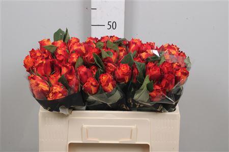 Rosa grootbloemig Atomic