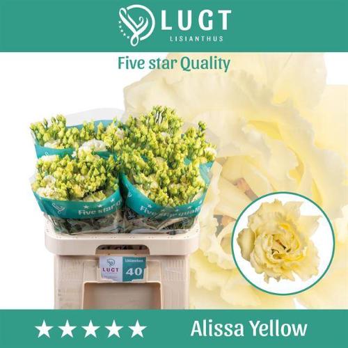 Eustoma russellianum gevuldbloemig 'Alissa Yellow'
