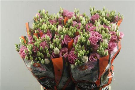Eustoma russellianum gevuldbloemig 'Rosita Rose Pink'