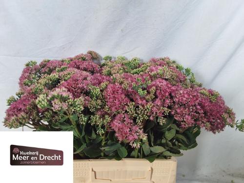 Sedum spectabile 'Carl'