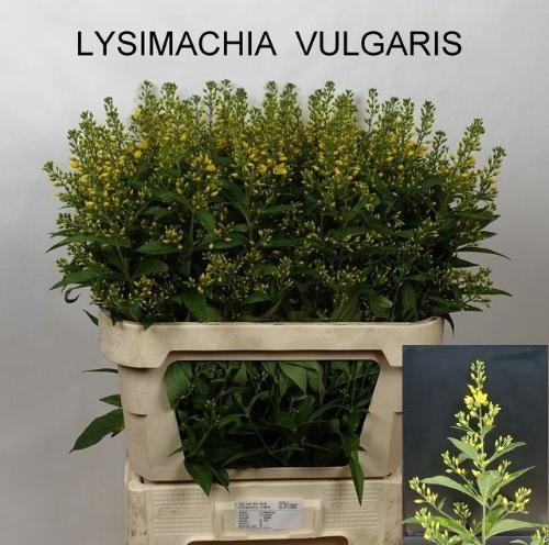 Lysimachia vulgaris