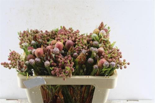 Kaaps groen gemengd in bos