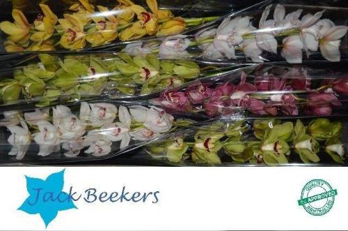 Cymbidium grootbloemig per tak gemengd