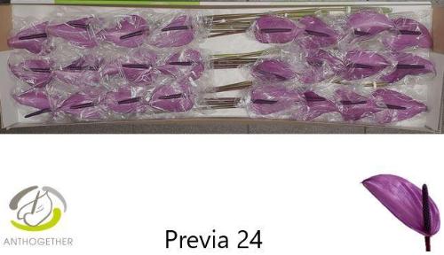 Anthurium Andreanum Grp Previa