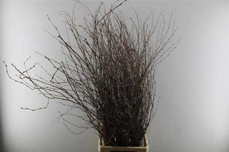 Betula