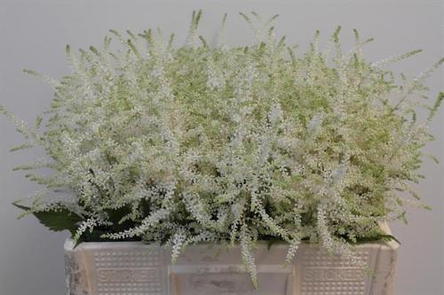 Astilbe Japonica Grp 'Whasingthon'