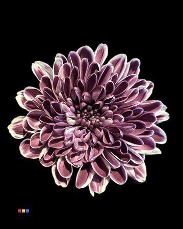 Chrysanthemum Indicum Grp tros kas kleurbehandeld H%