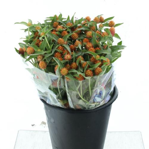 Gomphrena haageana