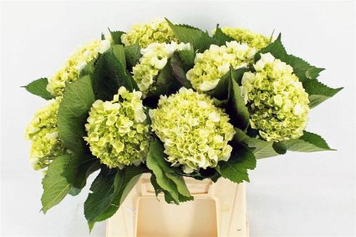 Hydrangea macrophylla 'Lima'