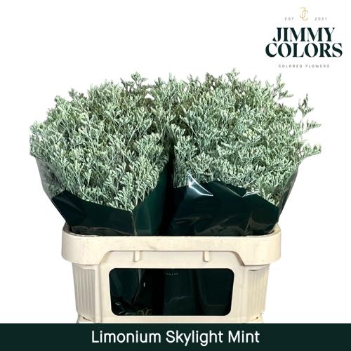 Limonium overig kleurbehandeld H%