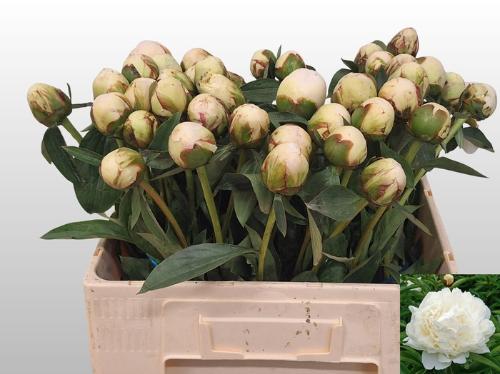 Paeonia Lactiflora Grp 'Bowl of Cream'