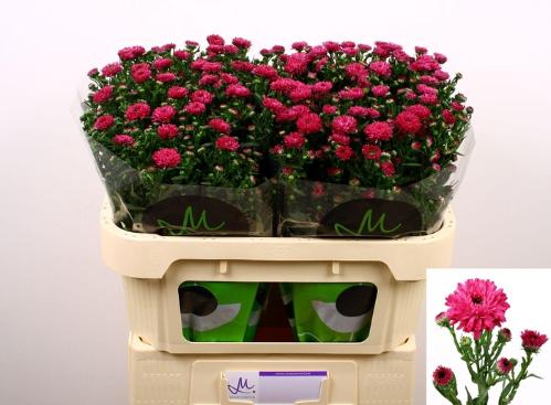 Aster Novi-belgii Grp 'Flash'