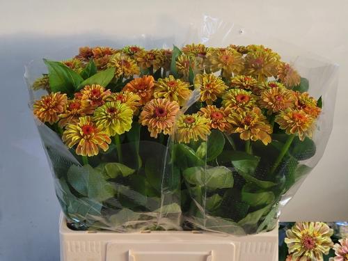 Zinnia elegans