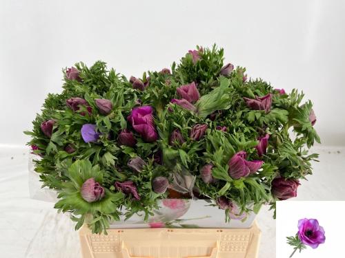 Anemone coronaria Marianne Orchid