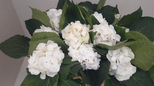 Hydrangea macrophylla 'Schneeball'