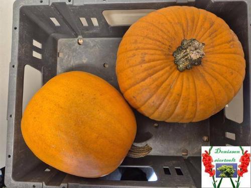 Siervruchten per stuk Cucurbita maxima 'Halloween'