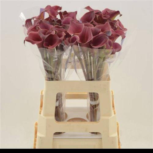 Zantedeschia 'Red Charm'