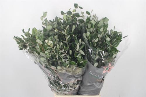 Pittosporum per bos