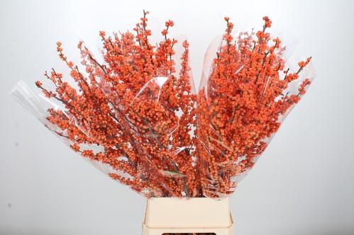 Ilex verticillata 'Winter Gold'