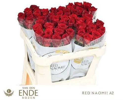 Rosa grootbloemig Red Naomi!