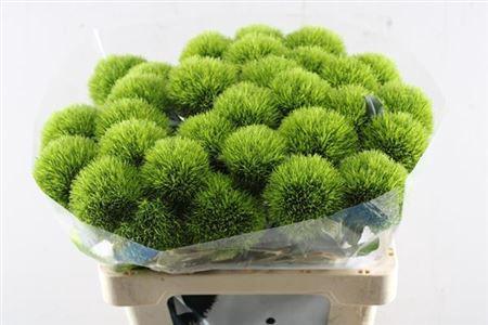 Dianthus barbatus Kiwi Mellow