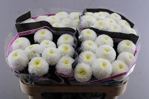 Chrysanthemum (Indicum Grp) geplozen SuperBowl