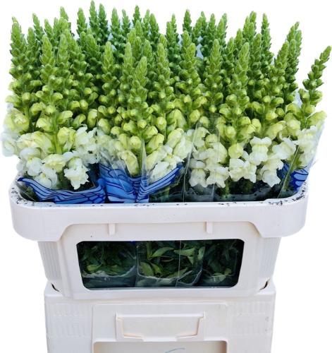 Antirrhinum majus 'Potomac Ivory White'