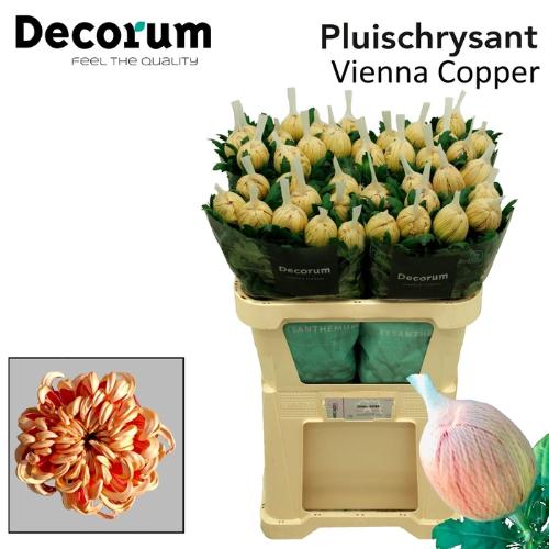 Chrysanthemum (Indicum Grp) geplozen 'Vienna Copper'
