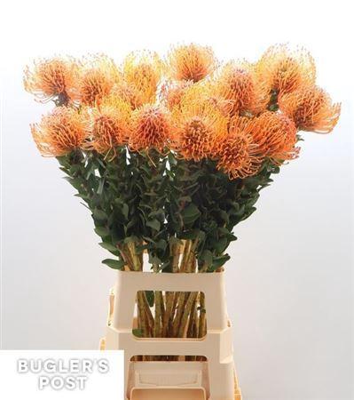 Leucospermum Ayoba Mandarin Zest