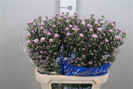 Aster Universum Grp 'Claudia'
