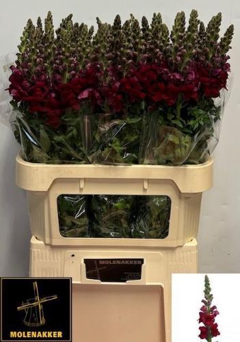 Antirrhinum majus 'Potomac Red'