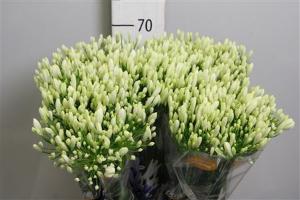 Agapanthus 'Bianca Perla'