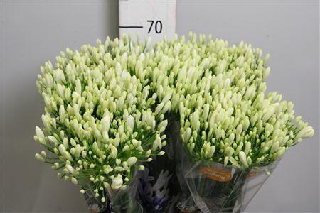 Agapanthus 'Bianca Perla'