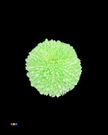 Chrysanthemum geplozen kas kleurbehandeld H%