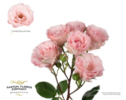 Rosa tros overig