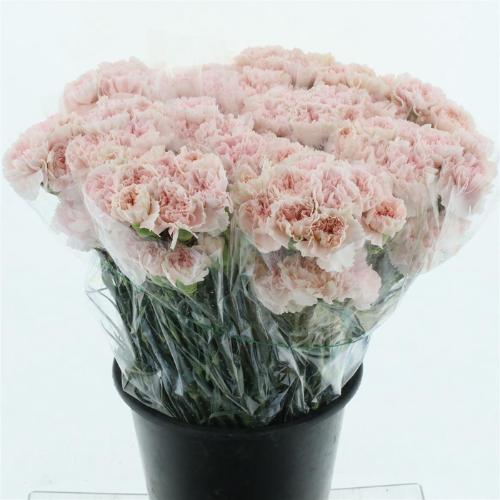 Dianthus standaard 'Maruchi'