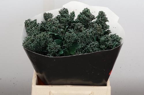 Skimmia per bos overig kleurbehandeld H%