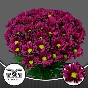 Chrysanthemum (Indicum Grp) tros Purple Star
