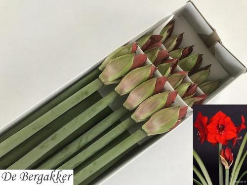 Hippeastrum Galaxy Grp 'Red Lion'