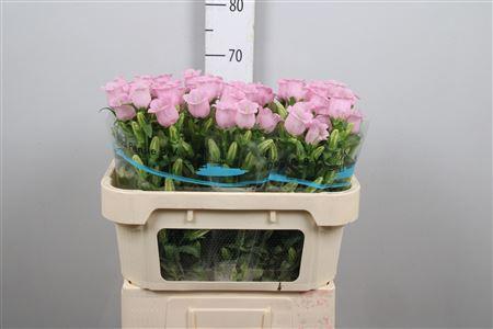 Campanula medium 'Campana Pearl Pink'